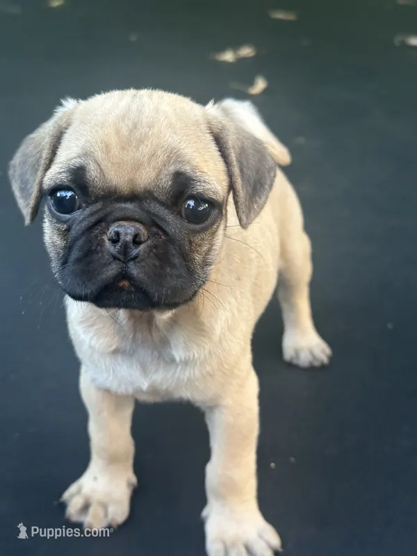 Peppercorn – Pug puppy for sale in Amherst, VA