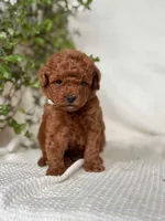 Jerry , a male Miniature Goldendoodle for sale in Amherst, VA – 6 of 10