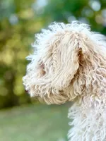 June, a female Miniature Goldendoodle for sale in Amherst, VA – 5 of 8