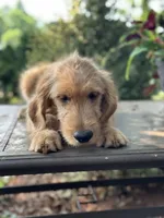 Lilly , a female Goldendoodle and Golden Retriever for sale in Amherst, VA – 1 of 4
