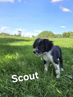 Scout , a female Collie and Cocker Spaniel for sale in Amherst, VA – 2 of 5