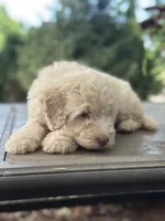 June , a female Miniature Goldendoodle for sale in Amherst, VA – 5 of 7