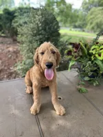 Dexter , a male Goldendoodle and Golden Retriever for sale in Amherst, VA – 5 of 7
