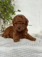 Jerry , a male Miniature Goldendoodle for sale in Amherst, VA – 10 of 10