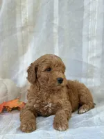 Buster , a male Miniature Goldendoodle for sale in Amherst, VA – 9 of 10