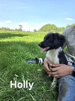 Holly , a female Collie and Cocker Spaniel for sale in Amherst, VA – 2 of 4