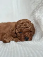Milo , a male Miniature Goldendoodle for sale in Amherst, VA – 7 of 8