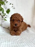Jasper , a male Miniature Goldendoodle for sale in Amherst, VA – 7 of 9