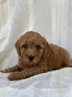 Chester , a male Miniature Goldendoodle for sale in Amherst, VA – 10 of 10