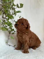Jasper , a male Miniature Goldendoodle for sale in Amherst, VA – 9 of 9