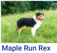Scout , a female Collie and Cocker Spaniel for sale in Amherst, VA – 5 of 5