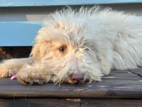 June, a female Miniature Goldendoodle for sale in Amherst, VA – 7 of 8