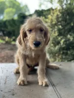 Lilly , a female Goldendoodle and Golden Retriever for sale in Amherst, VA – 2 of 4