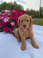 Boyd , a male Goldendoodle for sale in Amherst, VA – 4 of 6