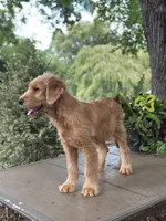 Buster , a male Goldendoodle and Golden Retriever for sale in Amherst, VA – 8 of 8