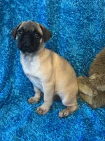 Lila, a female Pug for sale in Amherst, VA – 8 of 10