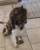 Percy , a male Collie and Cocker Spaniel for sale in Amherst, VA – 5 of 5