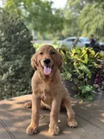 Ace , a male Golden Retriever and English Goldendoodle for sale in Amherst, VA – 5 of 5
