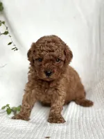 Milo , a male Miniature Goldendoodle for sale in Amherst, VA – 3 of 8