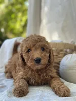 Willow , a female Miniature Goldendoodle for sale in Amherst, VA – 3 of 10