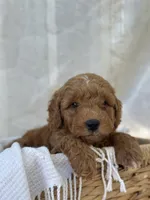 Buster , a male Miniature Goldendoodle for sale in Amherst, VA – 3 of 10