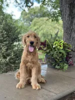 Buster , a male Goldendoodle and Golden Retriever for sale in Amherst, VA – 3 of 8