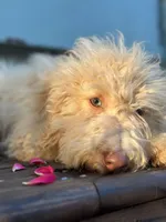 June , a female Miniature Goldendoodle for sale in Amherst, VA – 4 of 7