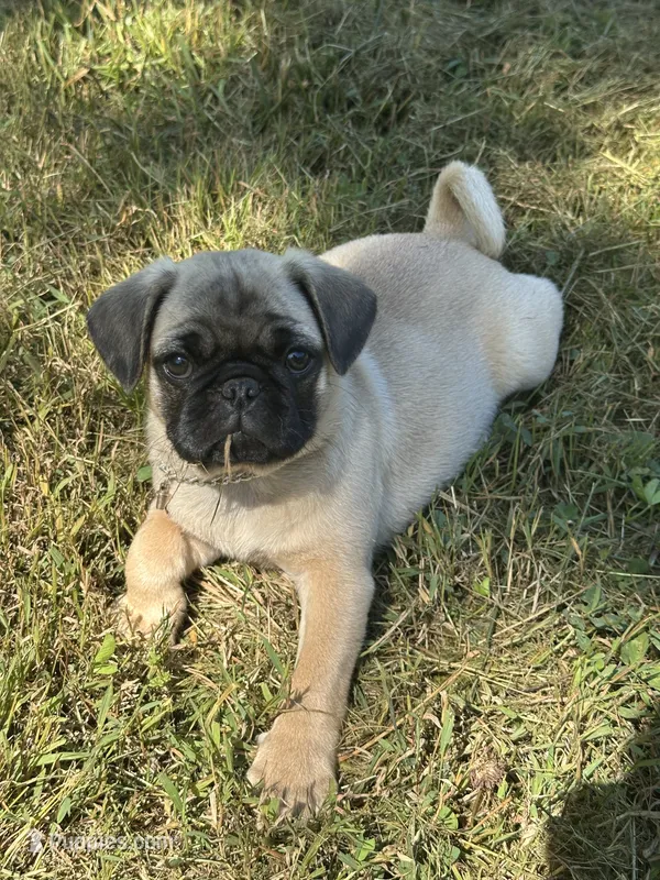 Lila – Pug puppy for sale in Amherst, VA