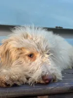 June, a female Miniature Goldendoodle for sale in Amherst, VA – 6 of 8