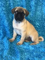 Lila, a female Pug for sale in Amherst, VA – 6 of 10