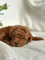 Jerry , a male Miniature Goldendoodle for sale in Amherst, VA – 7 of 10