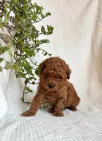 Jasper , a male Miniature Goldendoodle for sale in Amherst, VA – 8 of 9