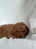 Milo , a male Miniature Goldendoodle for sale in Amherst, VA – 6 of 8