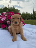 Boyd , a male Goldendoodle for sale in Amherst, VA – 2 of 6