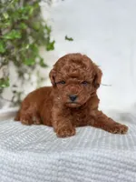 Jerry , a male Miniature Goldendoodle for sale in Amherst, VA – 8 of 10