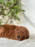 Jerry , a male Miniature Goldendoodle for sale in Amherst, VA – 5 of 10