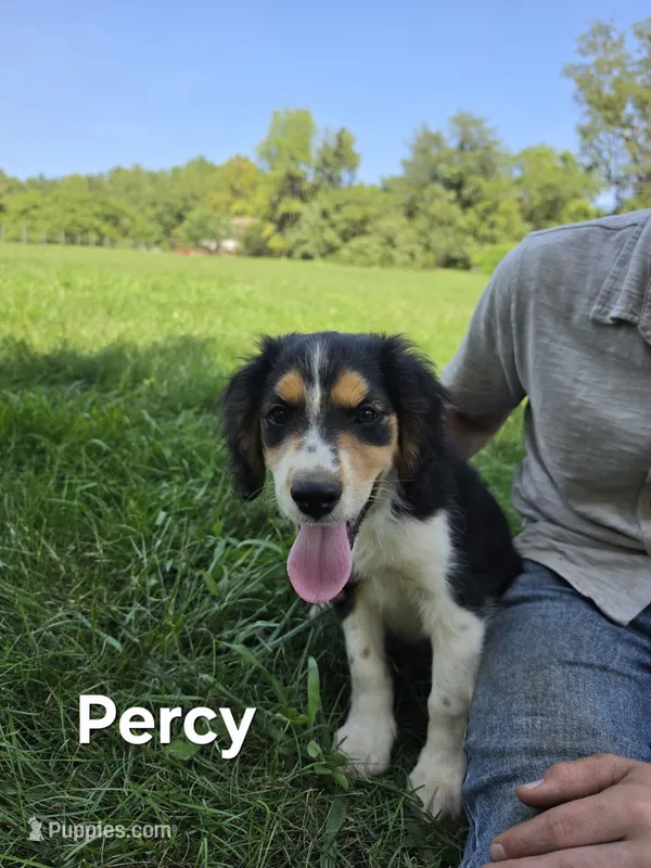 Percy  – Collie, Cocker Spaniel puppy for sale in Amherst, VA