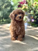 Espresso , a female Miniature Goldendoodle for sale in Amherst, VA – 3 of 6