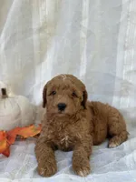 Buster , a male Miniature Goldendoodle for sale in Amherst, VA – 2 of 10