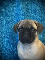 Lila, a female Pug for sale in Amherst, VA – 2 of 10