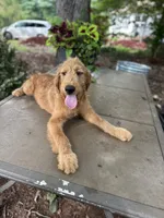 Dexter , a male Goldendoodle and Golden Retriever for sale in Amherst, VA – 4 of 7