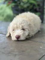 June , a female Miniature Goldendoodle for sale in Amherst, VA – 4 of 7