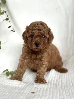 Milo , a male Miniature Goldendoodle for sale in Amherst, VA – 4 of 8