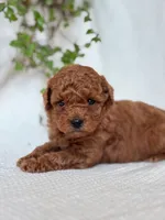 Jasper , a male Miniature Goldendoodle for sale in Amherst, VA – 3 of 9