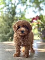 Espresso , a female Miniature Goldendoodle for sale in Amherst, VA – 5 of 6