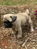 Lila, a female Pug for sale in Amherst, VA – 5 of 8