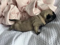 Lila, a female Pug for sale in Amherst, VA – Photo 5 of 6