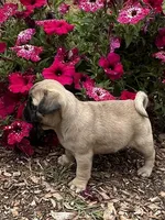Lila, a female Pug for sale in Amherst, VA – 3 of 8