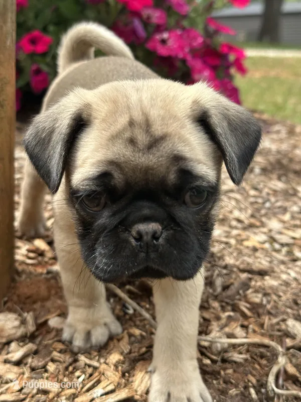 Lila – Pug puppy for sale in Amherst, VA