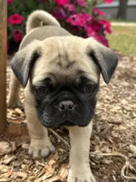 Lila, a female Pug for sale in Amherst, VA – 1 of 8